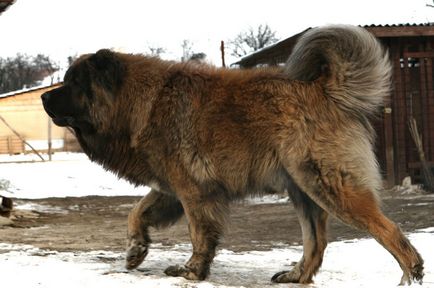 Caucazianul Shepherd Dog fotografie, cățeluși, îngrijire și conținut