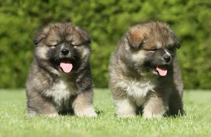 Caucazianul Shepherd Dog fotografie, cățeluși, îngrijire și conținut