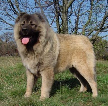 Caucazianul Shepherd Dog fotografie, cățeluși, îngrijire și conținut