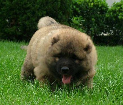 Caucazianul Shepherd Dog fotografie, cățeluși, îngrijire și conținut