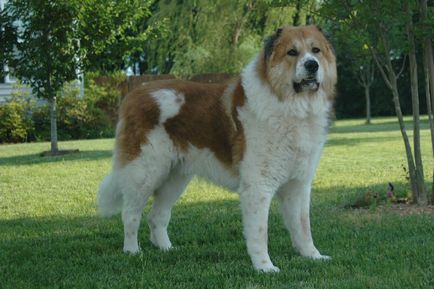 Caucazianul Shepherd Dog fotografie, cățeluși, îngrijire și conținut