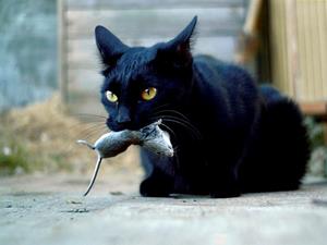 De ce are un vis de pisica neagra?