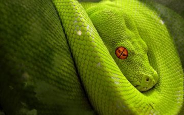 De ce șarpele verde visează să trădeze! Interpretarea viselor cu șerpi