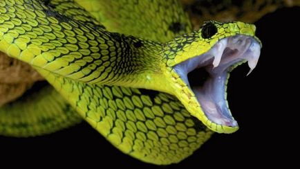 Ce visează șarpele verde - interpretare detaliată