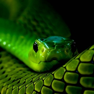 Miért álom zöld kígyó szerint a különböző álom könyvek figyelembe venni, amikor az alvás rastolkovyvanii