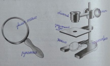 Structura celulară a organismelor