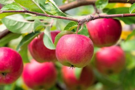 Amikor az almafa kezdi meghozni gyümölcsét abban az évben, amely, mint a Expedite