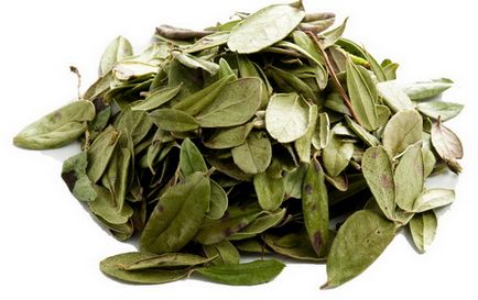 Коли збирати листя брусниці для лікування і для приготування чаю