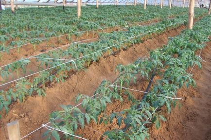 Коли висаджувати помідори в теплицю в сибіру томат важкоатлет, як вирощують у відкритому грунті,