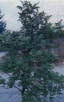Plante de interior cârnați (lemn) Plante de copac în casă