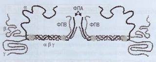Stadiul final al coagulării în plasmă este formarea unui cheag de fibrină