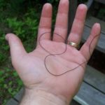 Кінський волос черв'як чим небезпечний для людини, фото паразита
