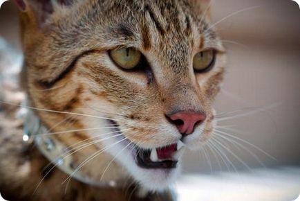 Poveste Cat Asher și fotografii ale pisicilor Asher