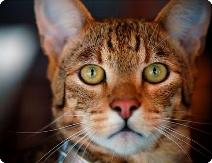 Кішка ашера історія і фотографії кішок породи ашера