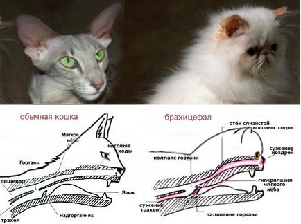 Кішки-брахіцефали - вся правда, чим небезпечний брахіцефаліческого синдром