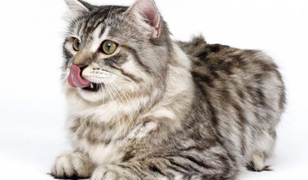 Кішки для алергіків яку породу вибрати