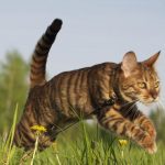 Кішки породи тойгер (50 фото) тигреня тайгер, кошенята тигрового забарвлення, опис, відео