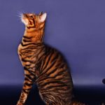 Toyger macska fajták (50 fotó) tigriskölyökről, cica csíkos, leírás, videó