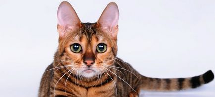 Кішки породи тойгер (50 фото) тигреня тайгер, кошенята тигрового забарвлення, опис, відео
