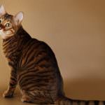 Pisici de rasa tegere (50 fotografii) pui de tigru, pisoi de culoare tigru, descriere, video