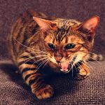 Toyger macska fajták (50 fotó) tigriskölyökről, cica csíkos, leírás, videó