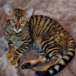 Pisici de rasa tegere (50 fotografii) pui de tigru, pisoi de culoare tigru, descriere, video