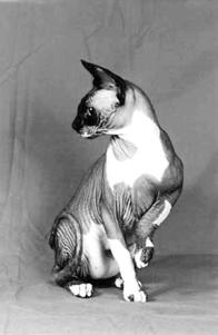 Pisici - sfinxuri - cum sa faci o comprimare de pisici - carti ««