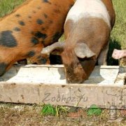 Rumpy, brânză, carbonat și porci de porc în schema de fotografie în care se află și ce este