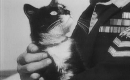 Macskák hősök (elsüllyeszthetetlen Sam Simon) gipertabloid udikova szerkesztő