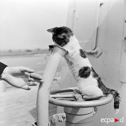 Pisici și pisici în fotografii militare