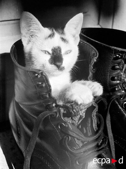 Коти і кішки на військових фотографіях