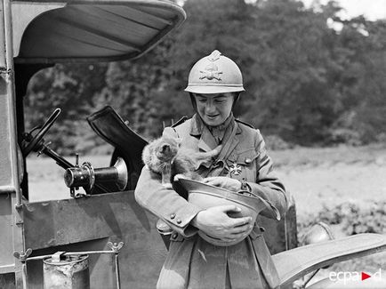Pisici și pisici în fotografii militare