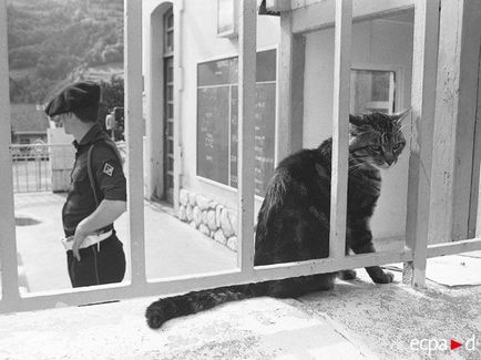 Коти і кішки на військових фотографіях