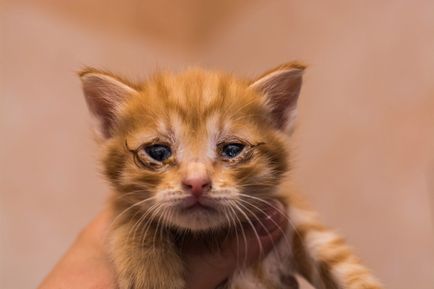 Кошенят повісили на кущах в Сиктивкарі, 12 червня 2016 року, новини Сиктивкара