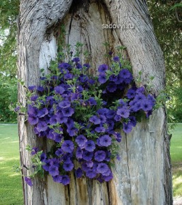 Paturi de flori frumoase de petunias în grădină