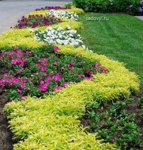 Paturi de flori frumoase de petunias în grădină