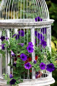 Paturi de flori frumoase de petunias în grădină