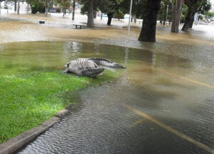 Crocodil în Australia