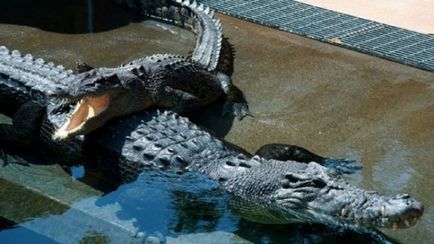 Krokodil Ausztráliában