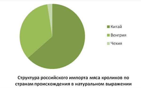 Кролівництво як бізнес з чого почати і як досягти успіху