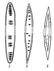 Xylem (lemn) - stadopedie