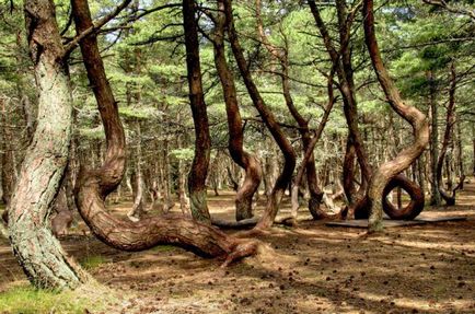 Curonian Spit se odihnește în parcul național din Lituania