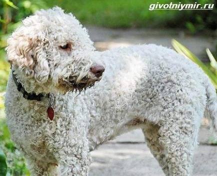 Lagotto Romagnolo kutya