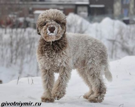 Lagotto romagnolo câine