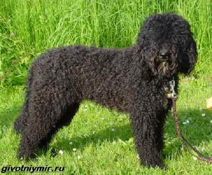 Lagotto Romagnolo kutya