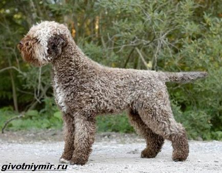 Lagotto romagnolo câine