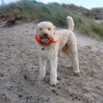 Câine de ciuperci Lagotto romagnolo