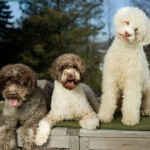 Câine de ciuperci Lagotto romagnolo