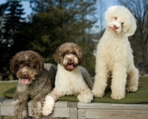 Câine de ciuperci Lagotto romagnolo