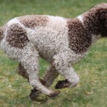 Câine de ciuperci Lagotto romagnolo